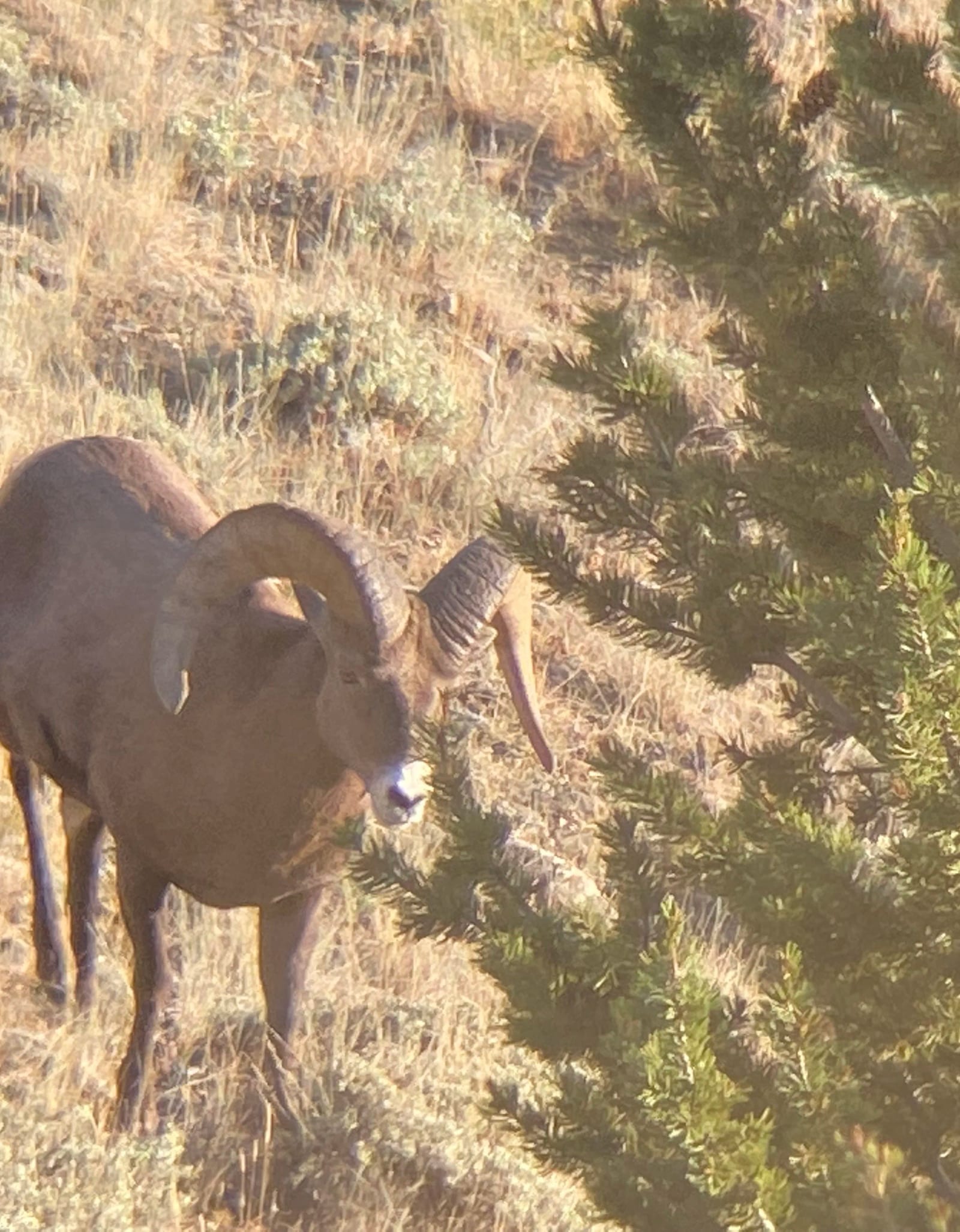 A bighorn sheep with curved horns standing among desert shrubs and grasses.