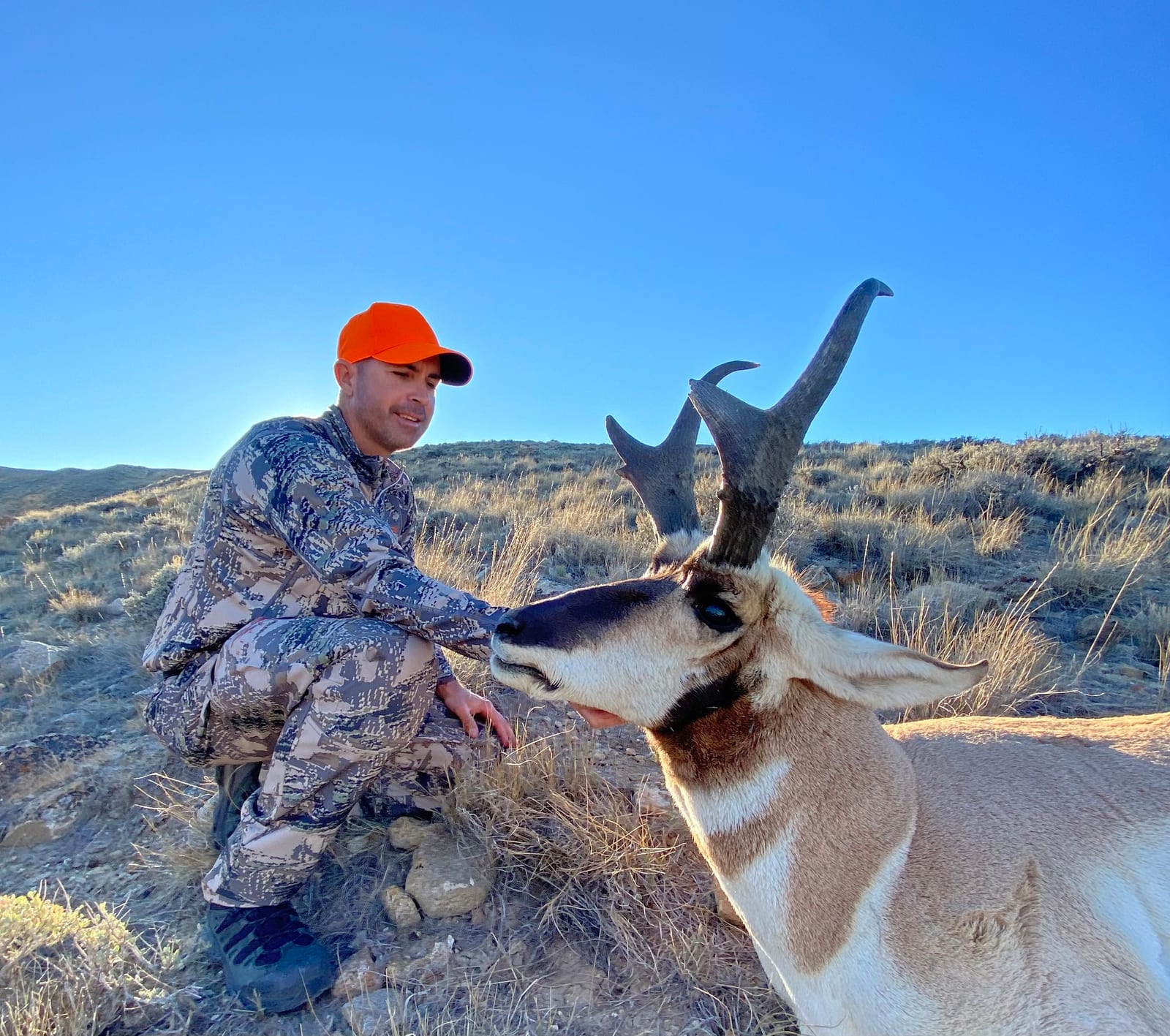 Antelope