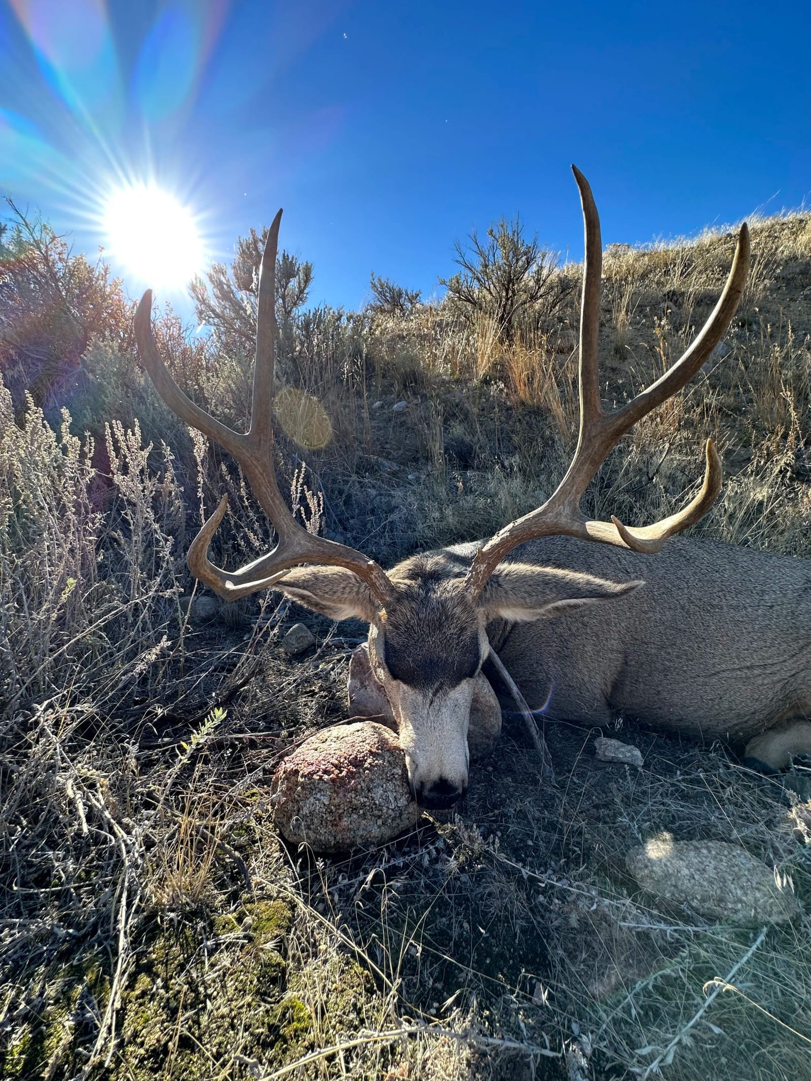 A large deer with antlers resting on dry grass and rocks in a sunny, open landscape with bushes and a clear blue sky.