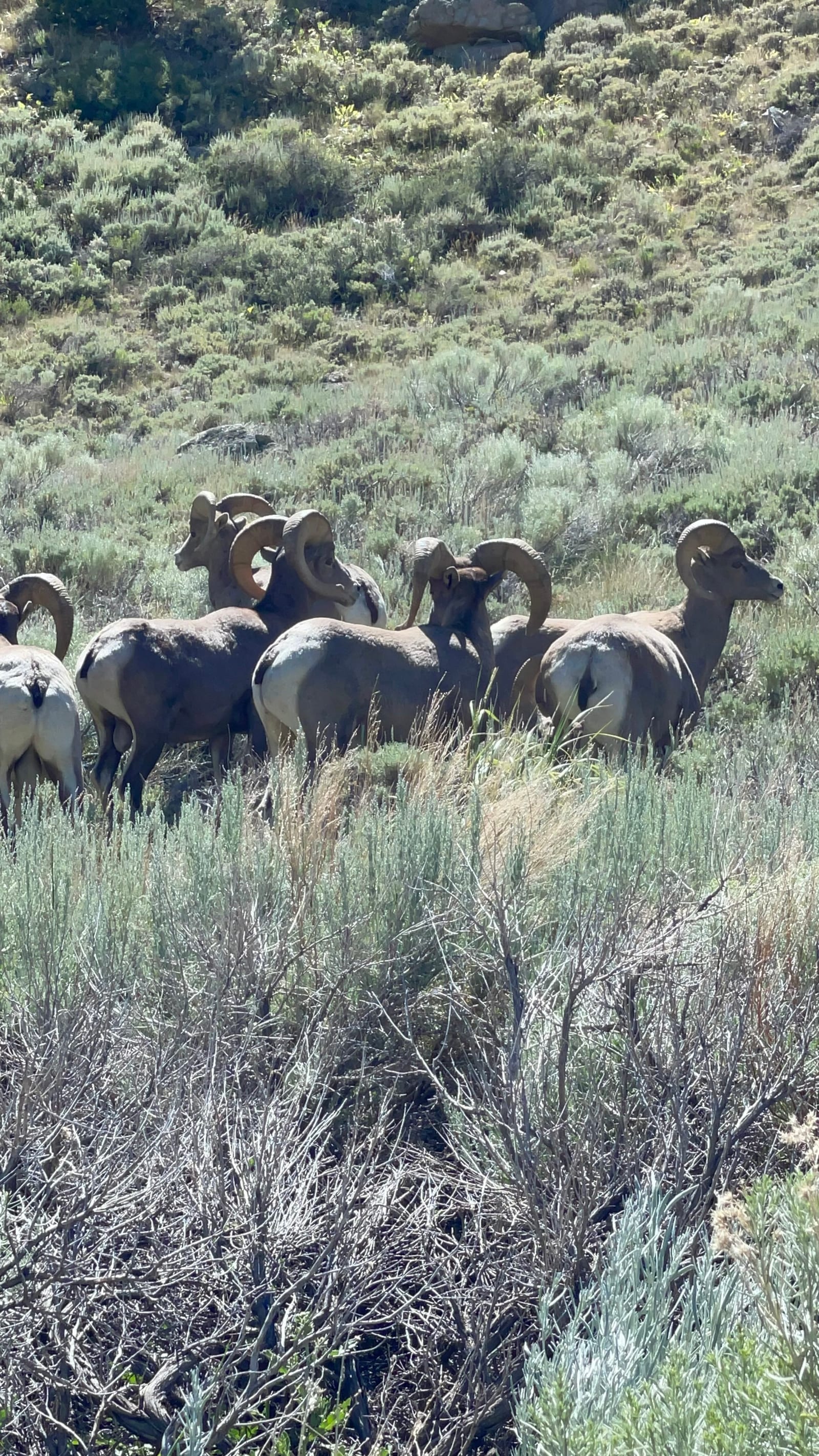 A herd of bighorn sheep grazing in a grassy, shrub-covered landscape.