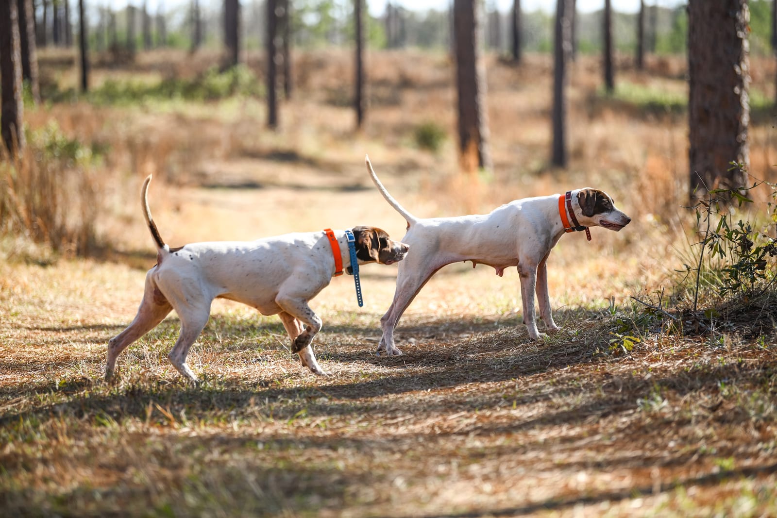 Dogs at Longleaf Hill Plantation