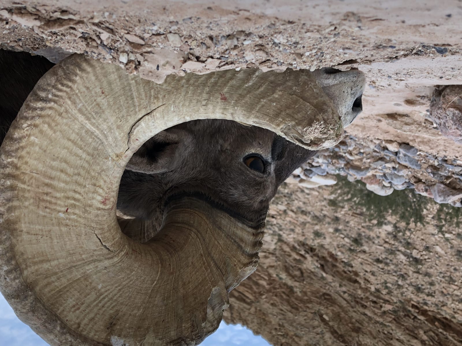 A close-up shot of a bighorn sheep's head and horn.