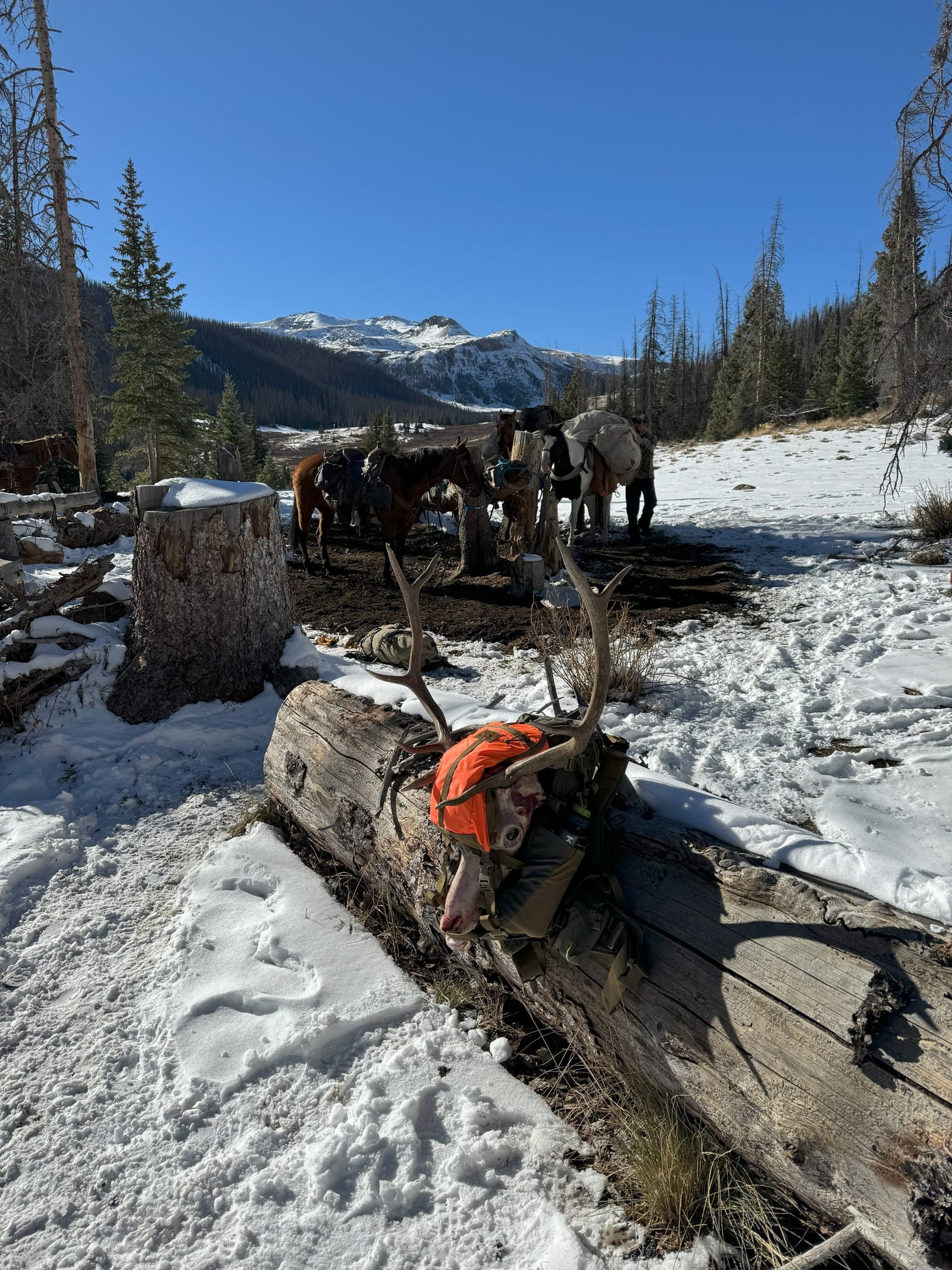 Elk Hunting Colorado - Outfitters