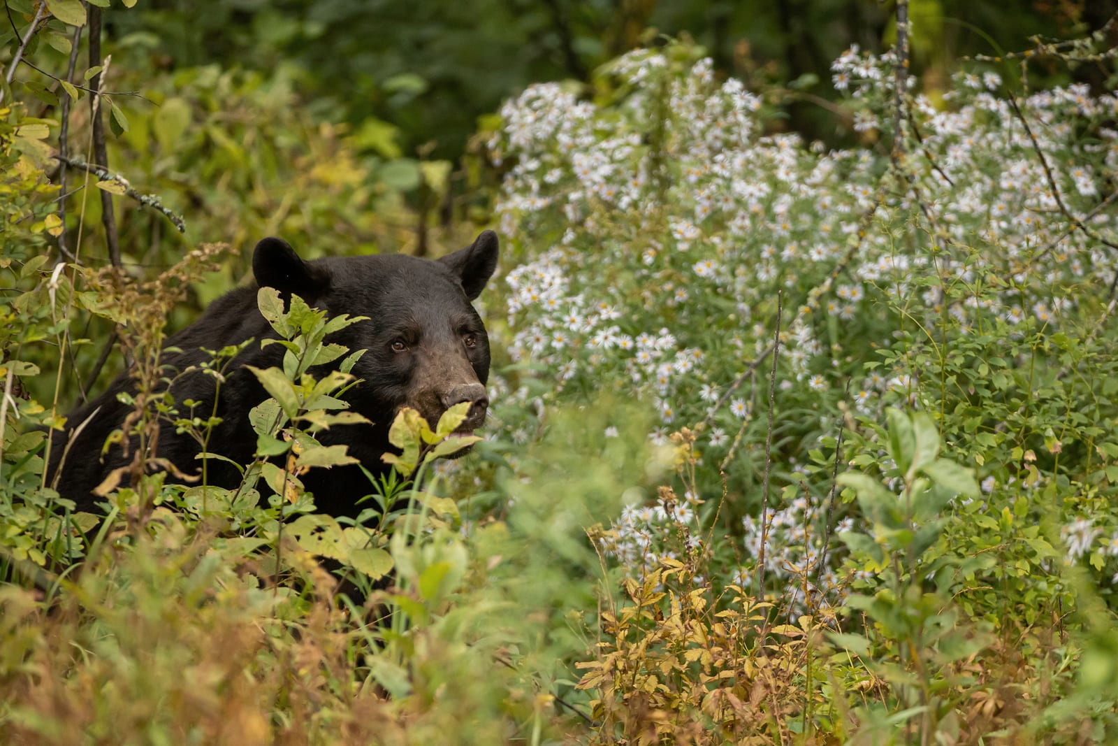 black bear hunting Colorado private land