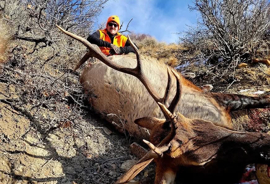 A hunter in an orange vest poses with a harvested elk on a hillside.