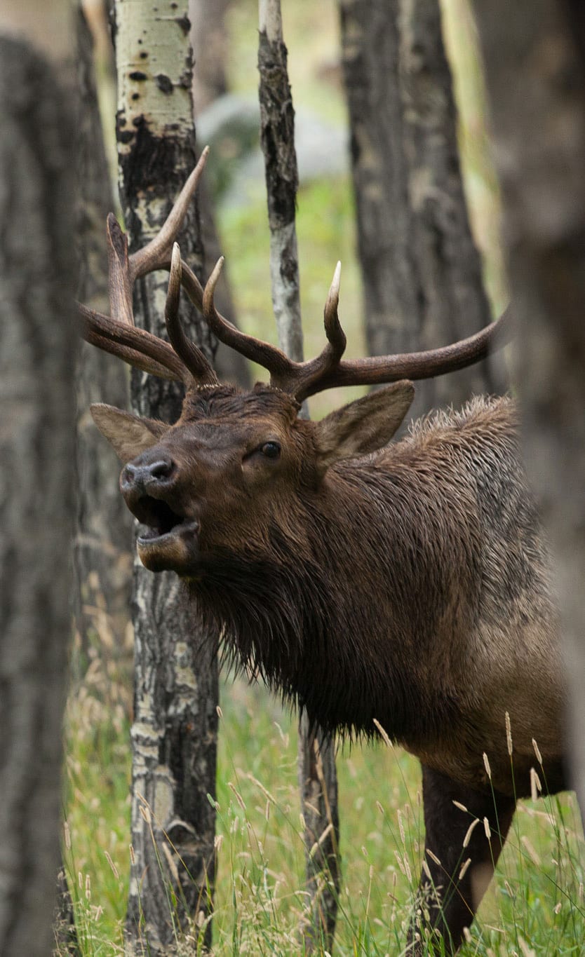 An elk with antlers stands in a forest with trees and grass.