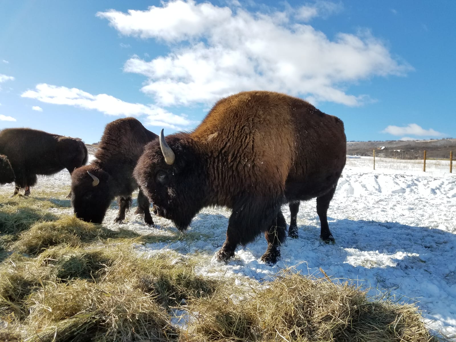 Colorado Bison