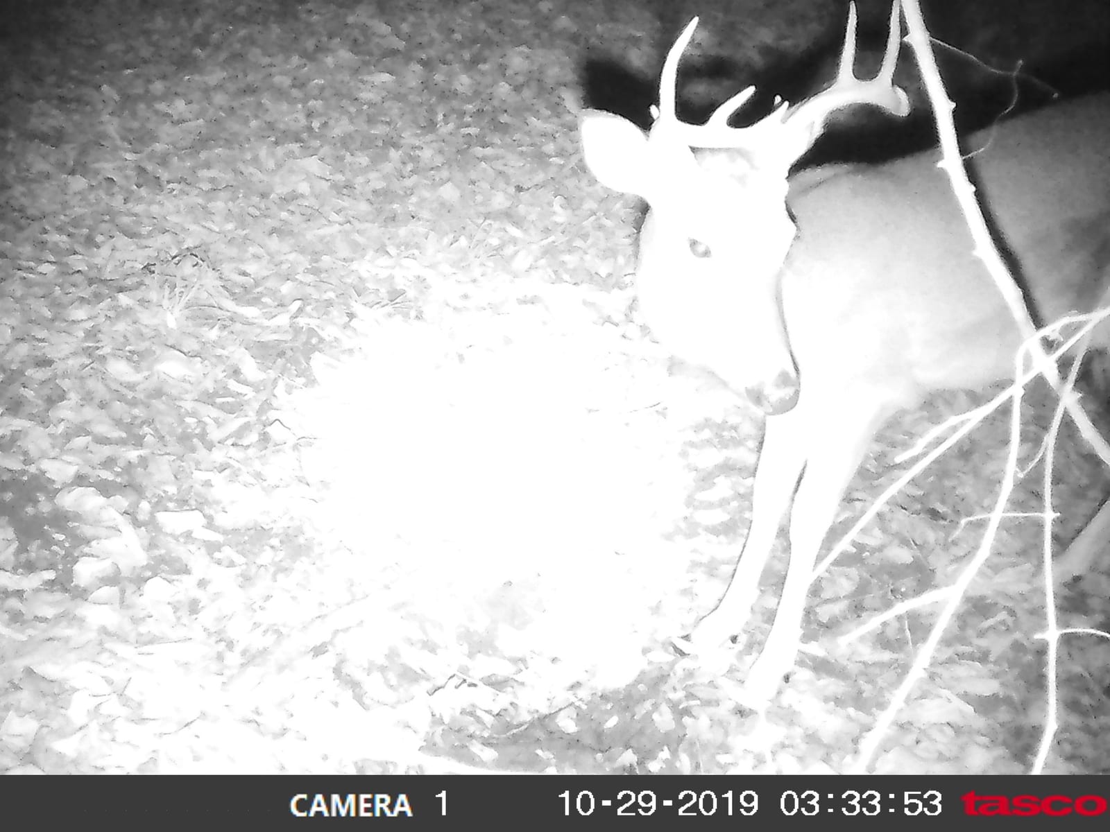 A whitetail deer is captured by a trail camera at night.