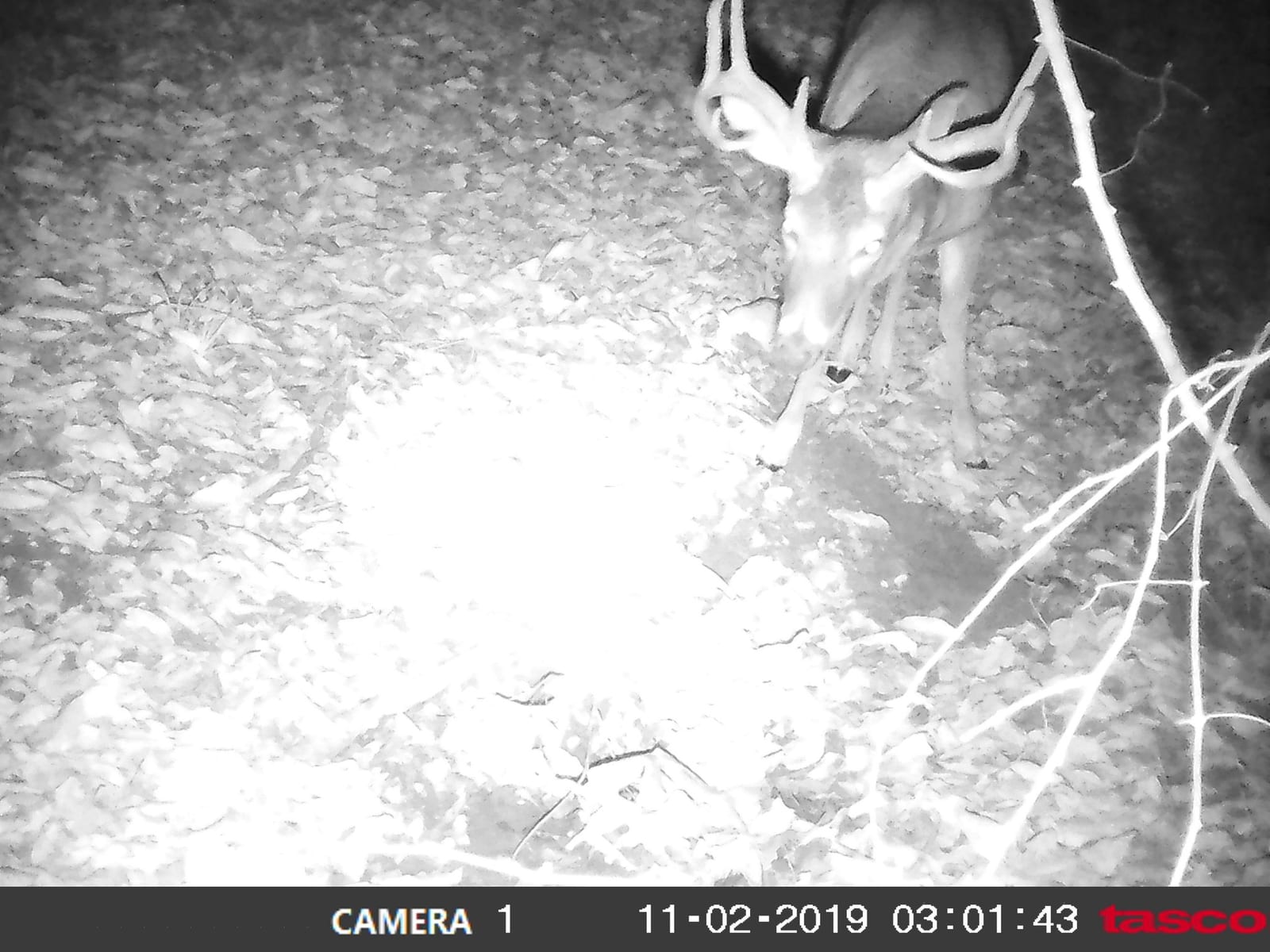 A whitetail deer with antlers is captured by a trail camera at night.