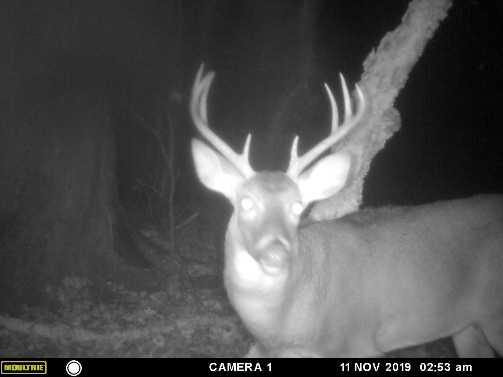 A whitetail deer buck with antlers is captured by a trail camera at night.