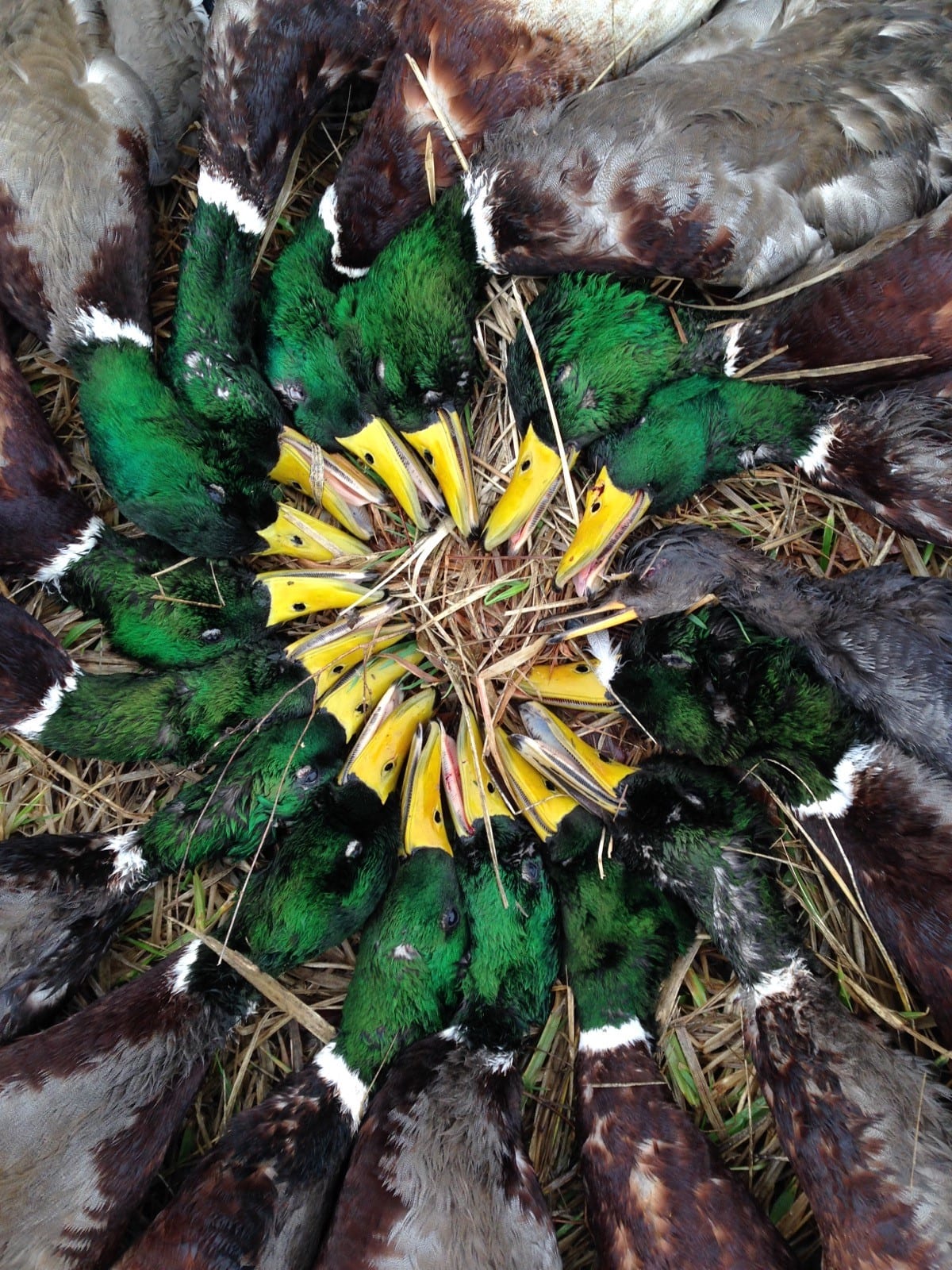 A circular arrangement of harvested ducks on a bed of straw.