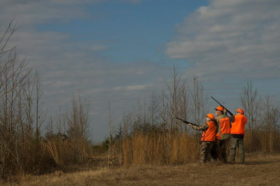 Quail Hunting
