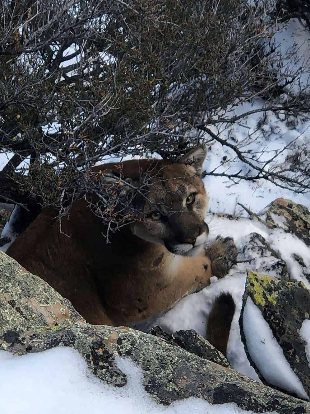 A mountain lion is partially hidden by brush and rocks in a snowy landscape.
