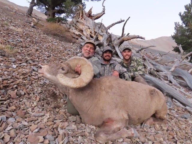 Rocky Mountain Bighorn Sheep Hunting