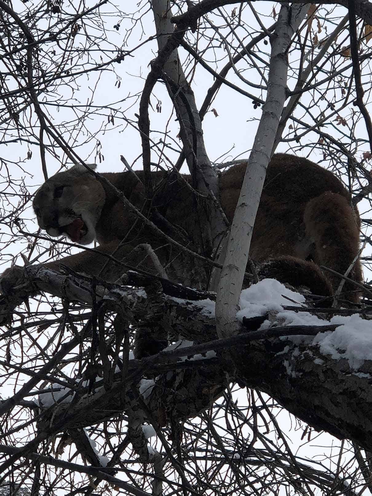 A mountain lion is perched in a snow-covered tree with its mouth open.