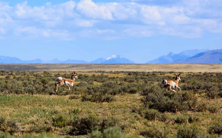 Two pronghorn run through a grassy field with mountains in the background.