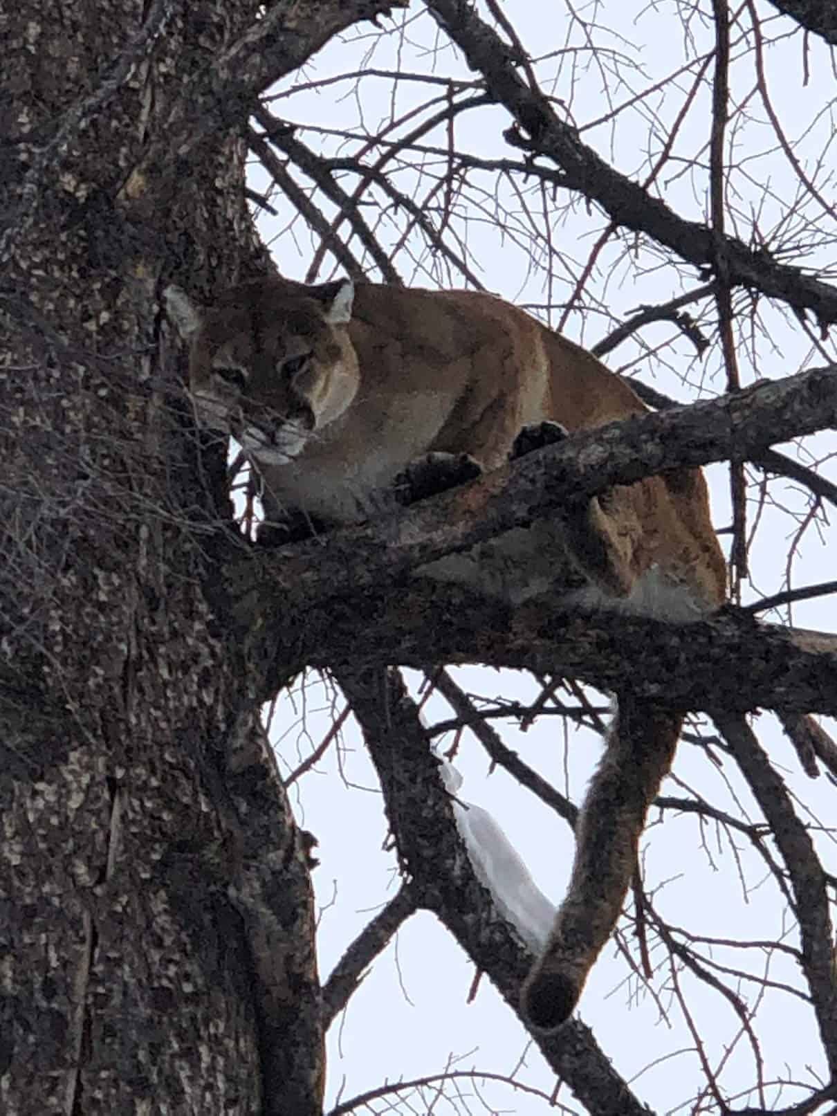 A mountain lion is perched in a tree.