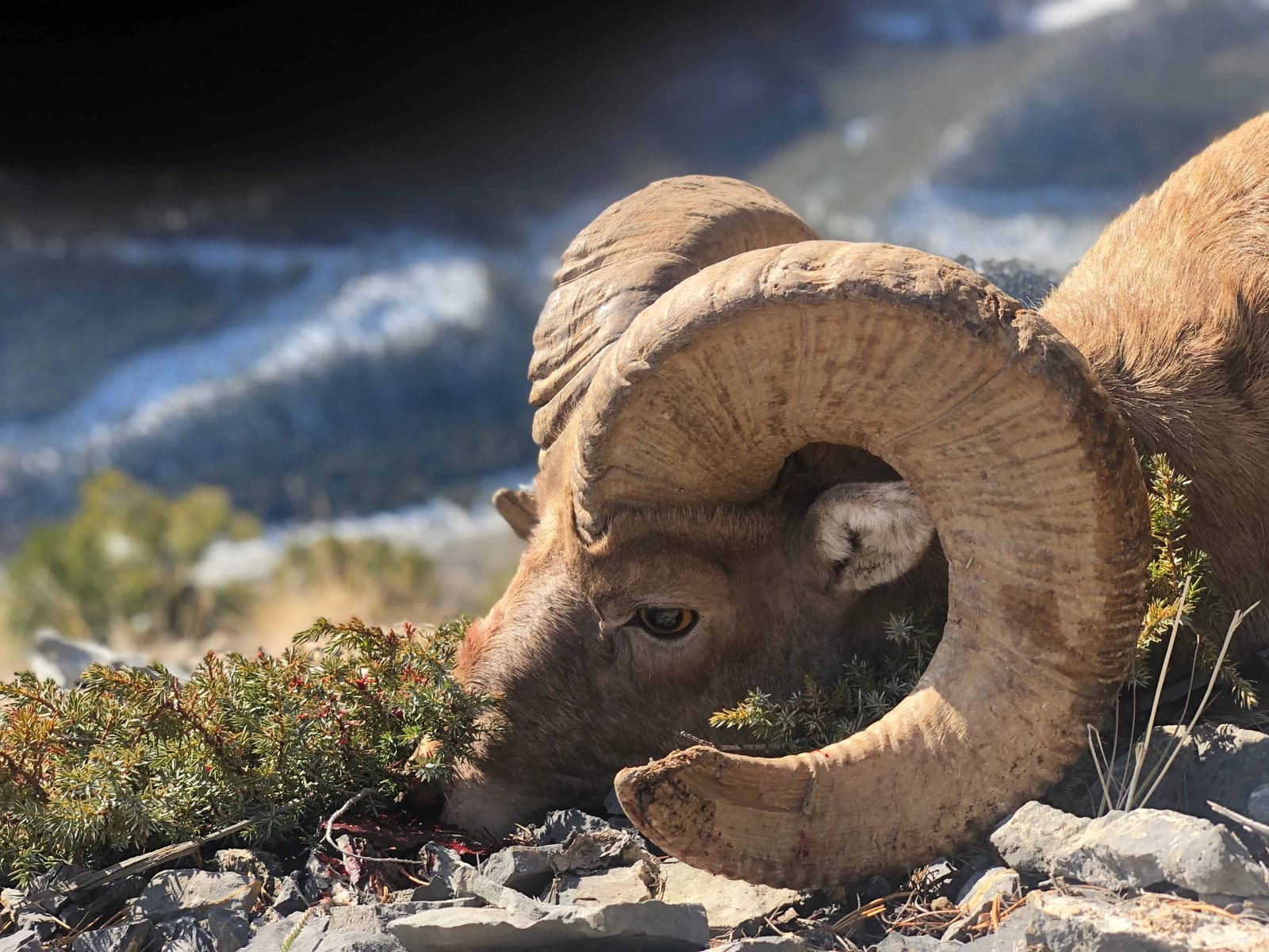 A bighorn sheep grazes on a rocky mountain slope with mountains in the background.
