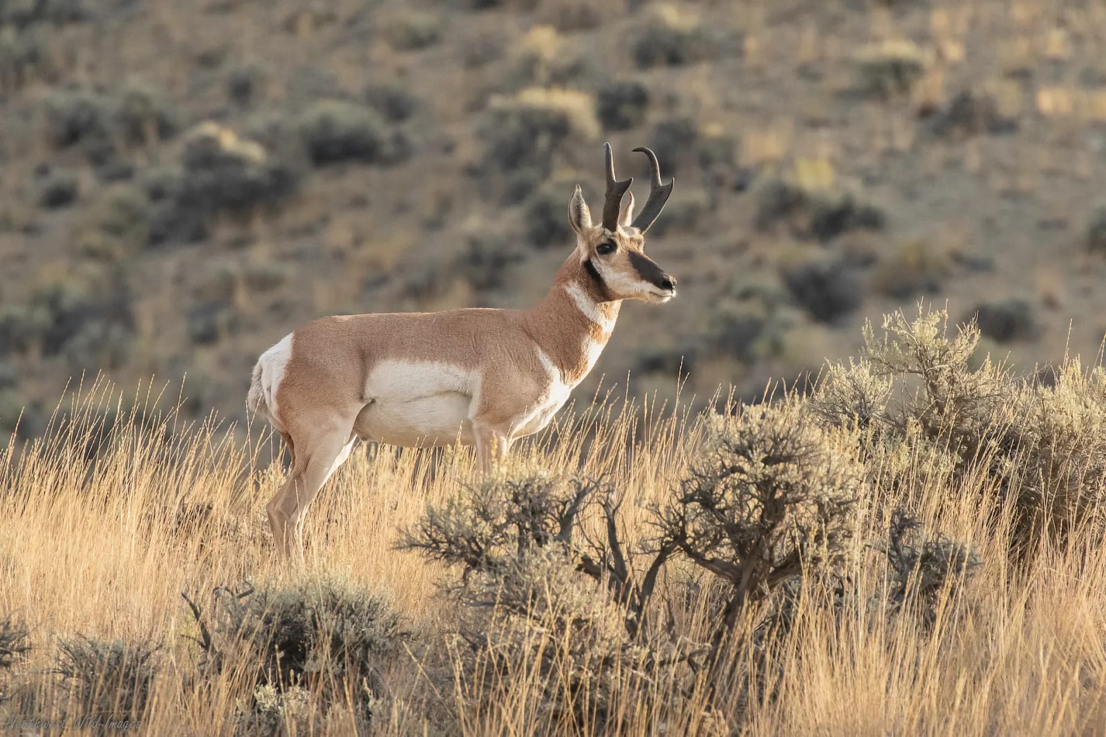 A pronghorn stands in a field of tall grass and sagebrush.