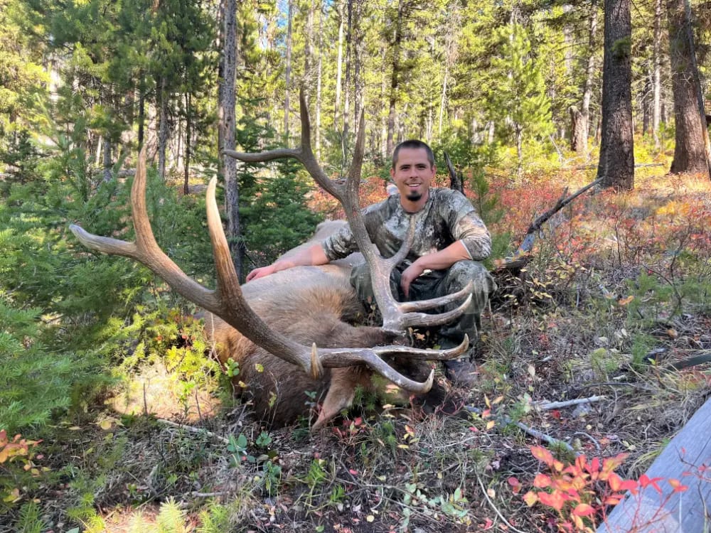 A hunter poses with a harvested elk in a forest.