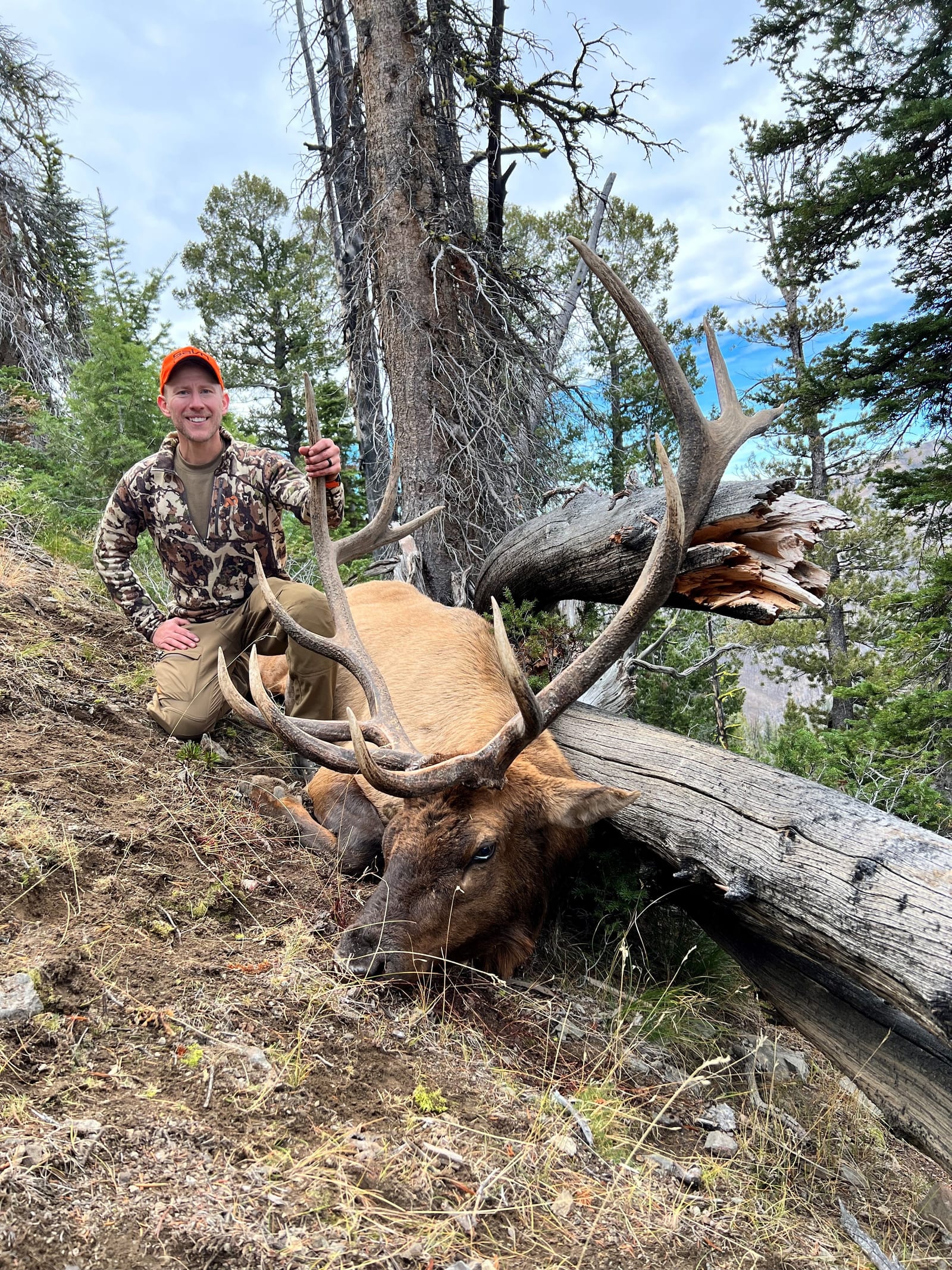 A hunter kneels next to a harvested elk in a forest.