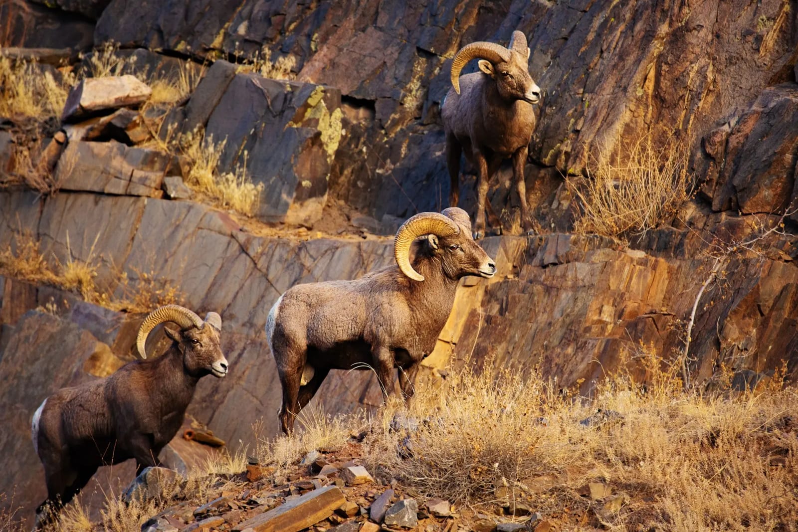Three bighorn sheep stand on a rocky, arid hillside.