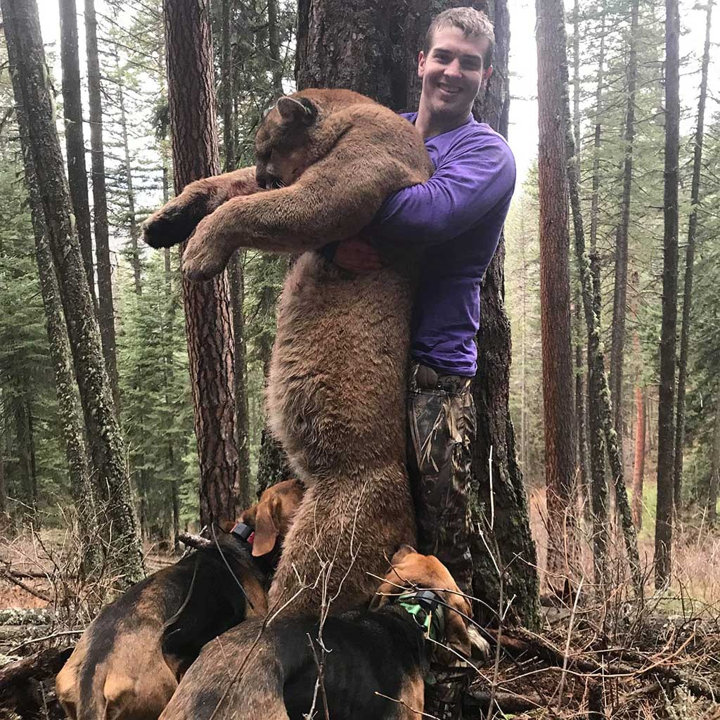 A hunter poses with a harvested mountain lion and several hunting dogs in a forest.