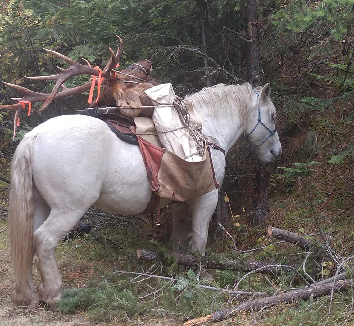 Book Your Idaho Elk Hunts