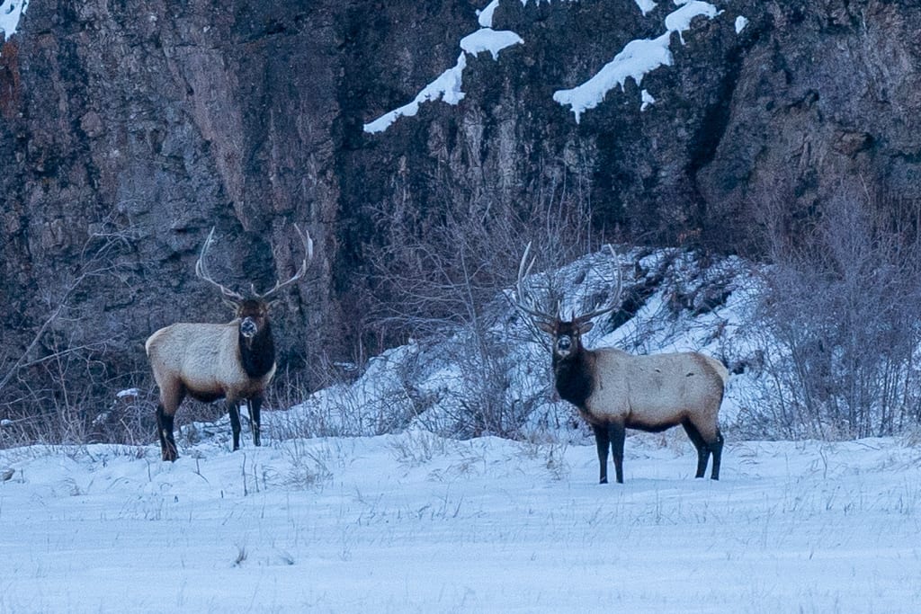 Located in historic Hinsdale County, Colorado, at 9200' elevation, Mineral Mountain Outfitters is surrounded by the Powderhorm and La Garita Wilderness Areas. These wilderness areas are in Colorado's most pristine back country, and home to a diverse spectrum of wildlife species, including elk, mule
