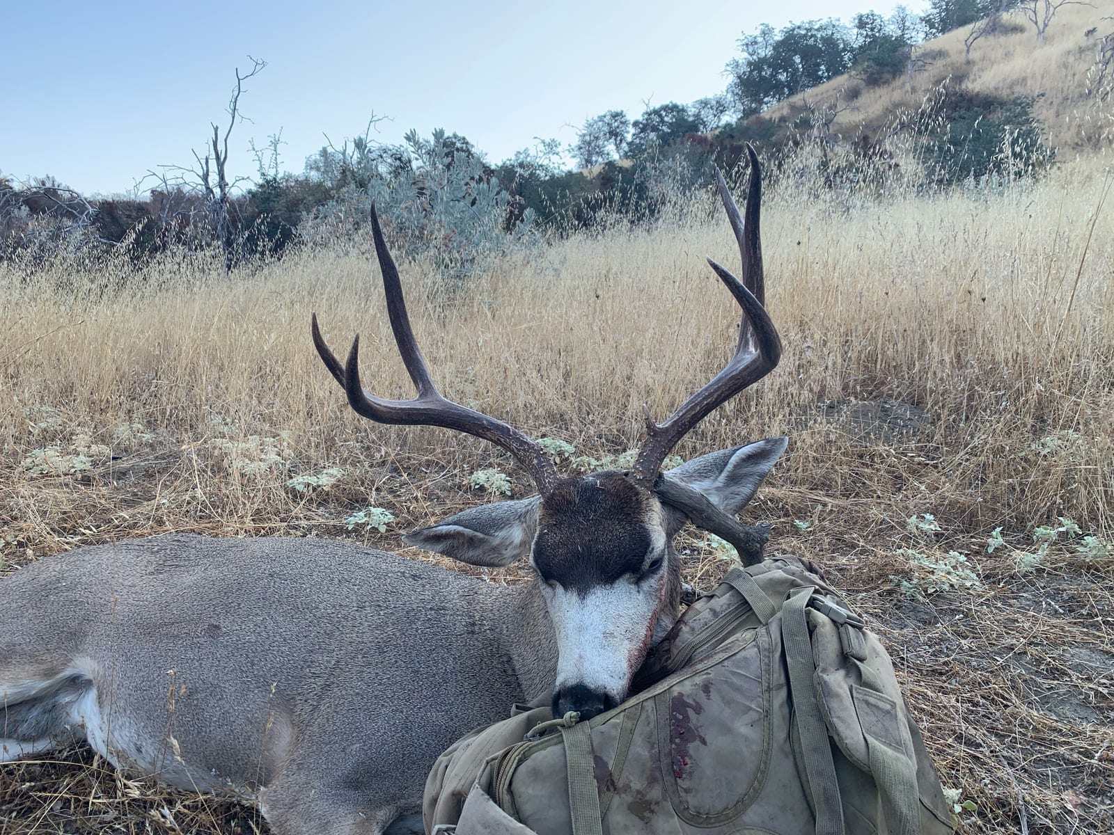 A harvested Columbian blacktail deer with antlers lies on the ground in a grassy field next to a backpack.