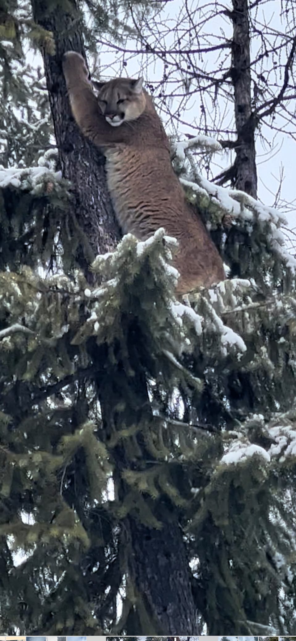 Bobcat