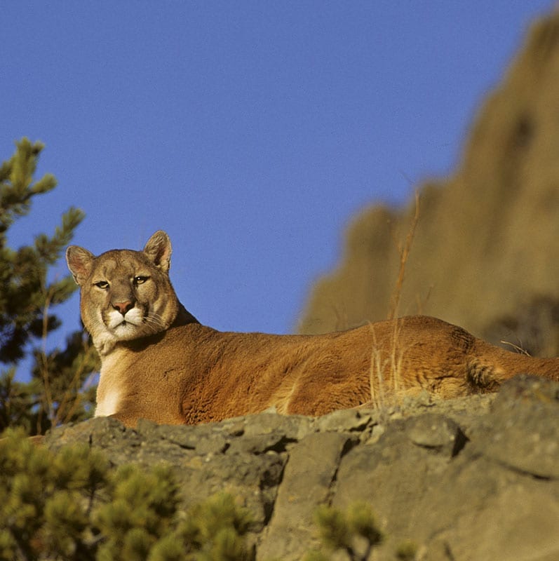 Montana Mountain Lion Hunt