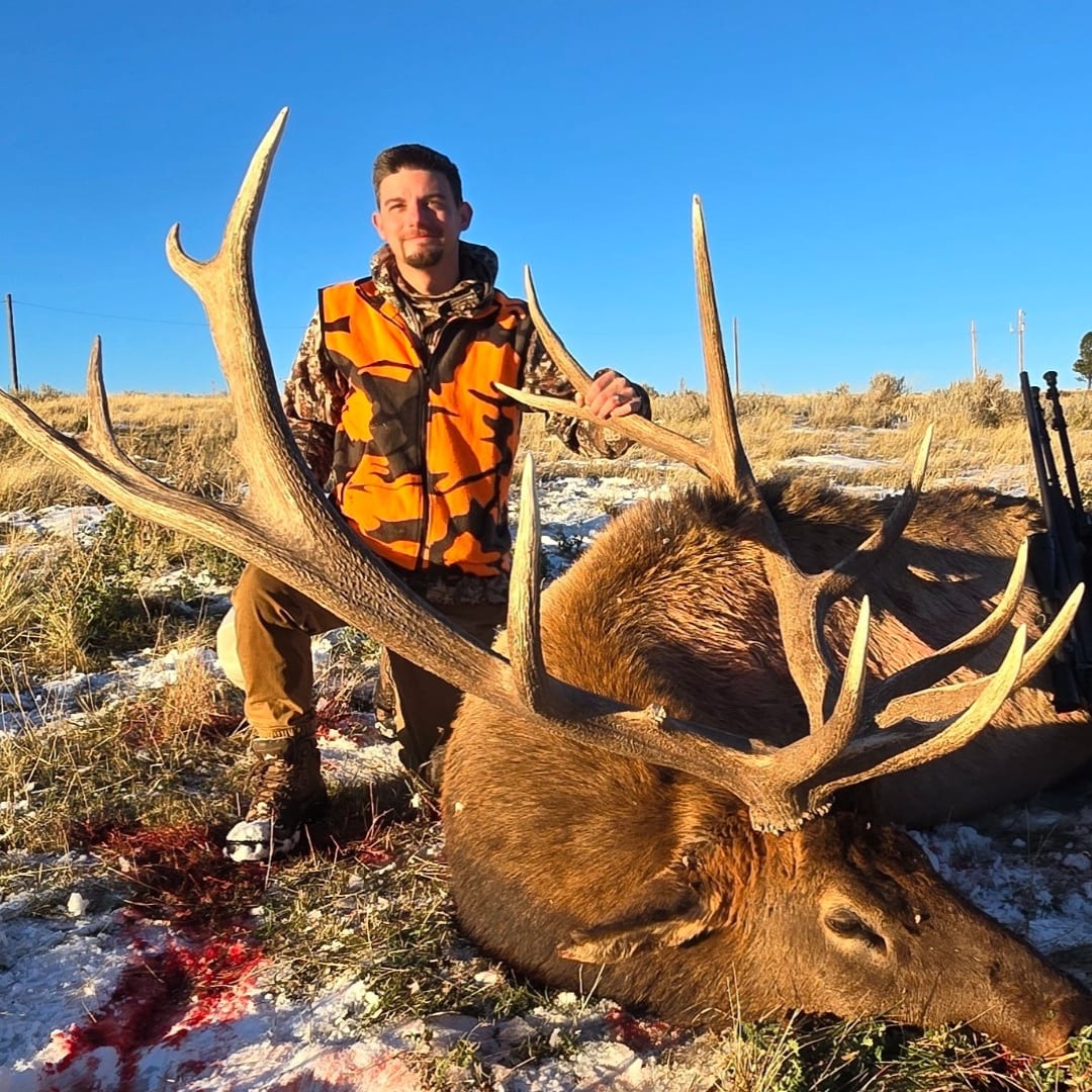 A hunter in an orange vest poses with a harvested elk on snowy ground.