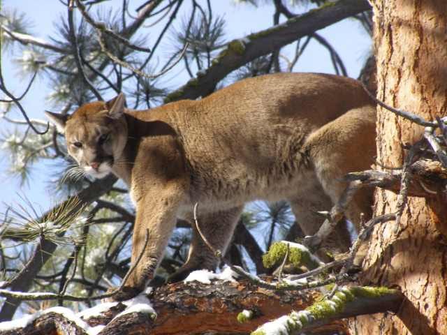Montana Mountain Lion Hunting