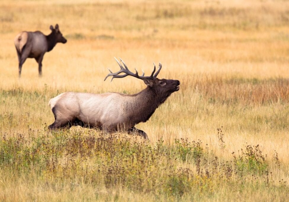 Montana Hunting