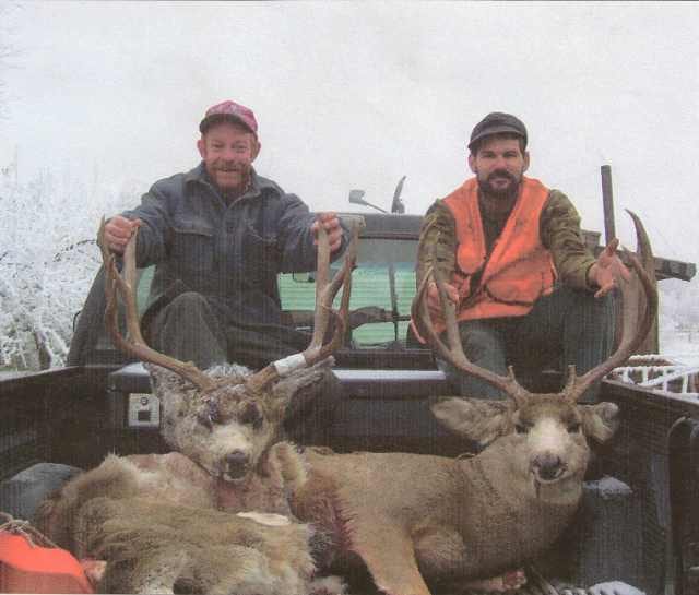 2 mule_deer_bucks