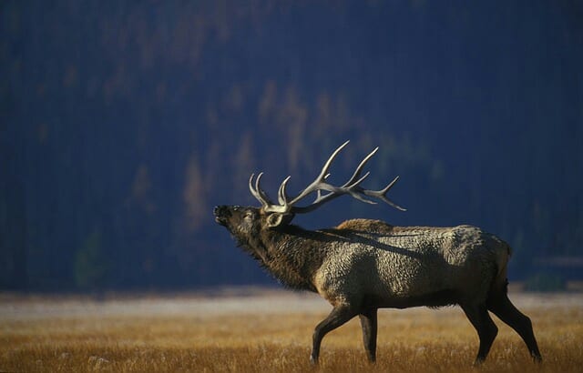 Montana Elk Hunting