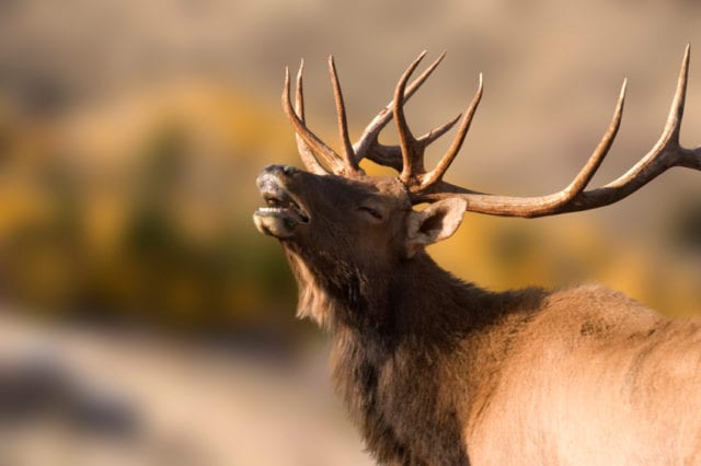 Montana Hunting Trips