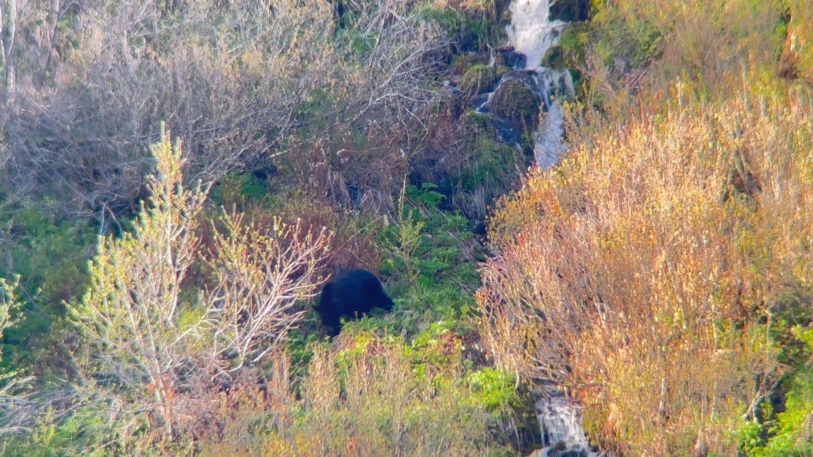 A black bear is visible among dense vegetation with a waterfall in the background.