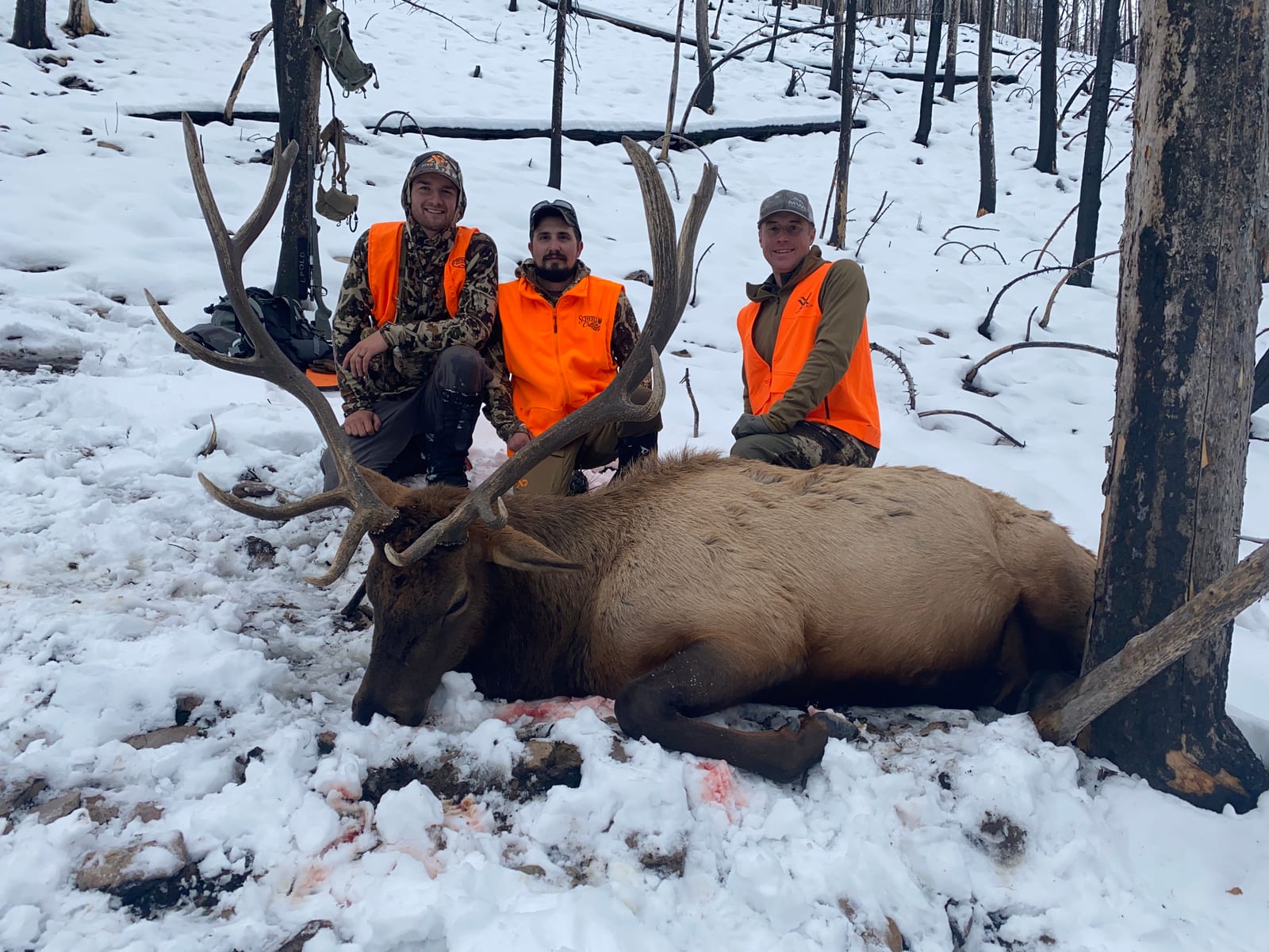 Three hunters in orange vests pose with a harvested elk in a snowy, forested area.