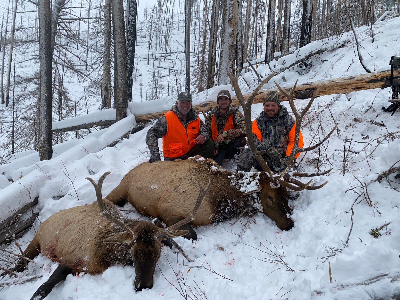 Three hunters pose with two harvested elk in a snowy forest.
