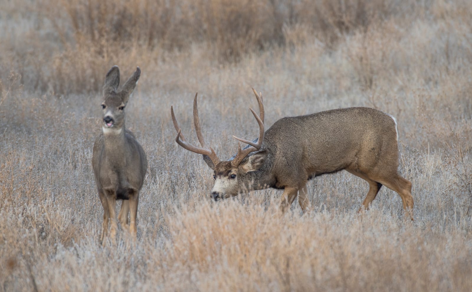 Two mule deer, one with antlers, stand in a field of dry grass.
