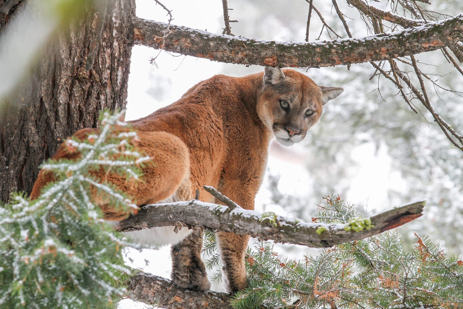 Female Lion.jpg