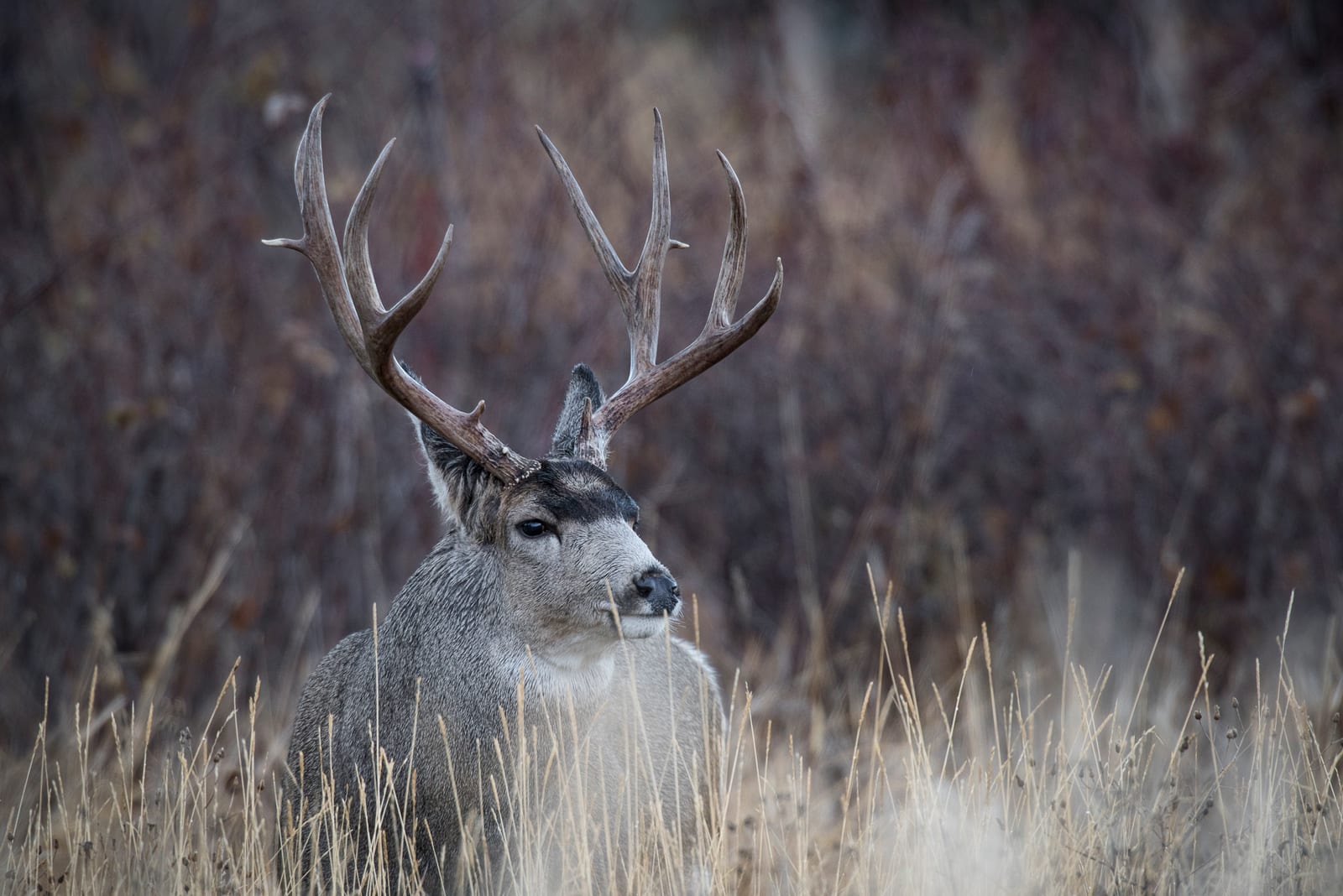 A mule deer buck with large antlers stands in tall dry grass.