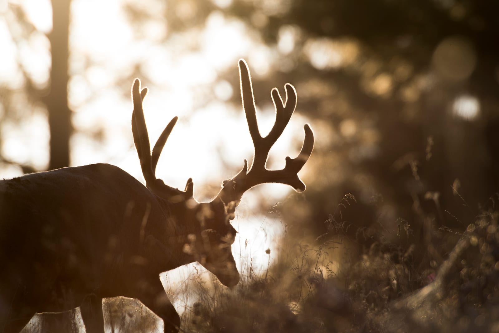 A mule deer buck with antlers is silhouetted against a bright, sunlit background in a field.