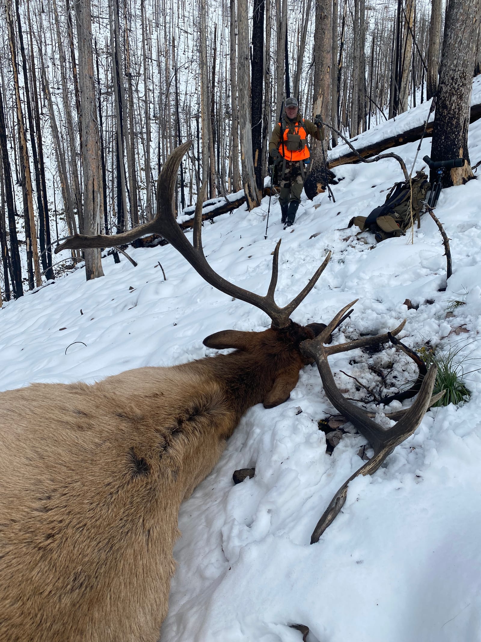 A hunter stands on a snowy slope with a harvested elk in the foreground, surrounded by bare trees.