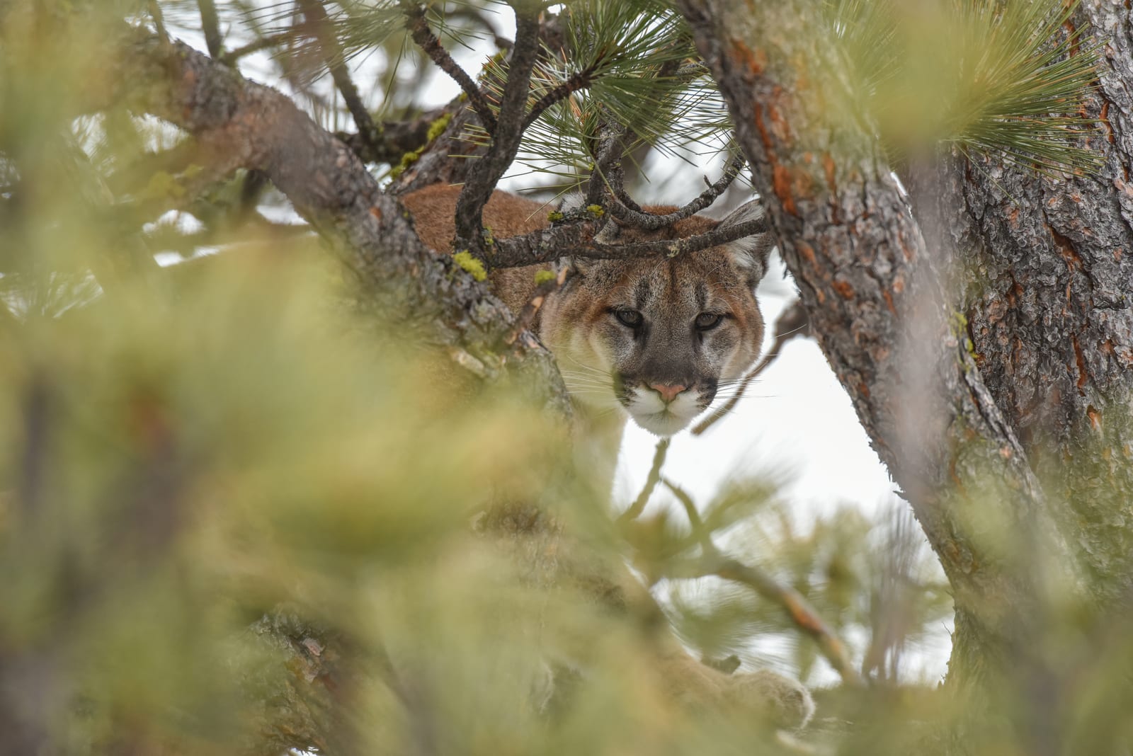A mountain lion is partially hidden by pine branches in a tree.
