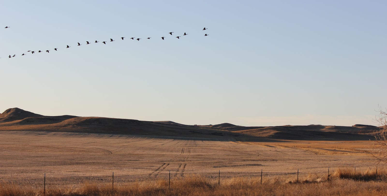 banner-pheasant-hunting