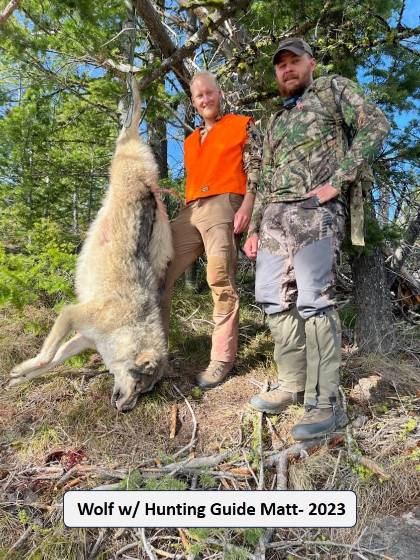 Two men, one identified as Hunting Guide Matt, pose with a harvested wolf hanging from a tree in a forest in 2023.
