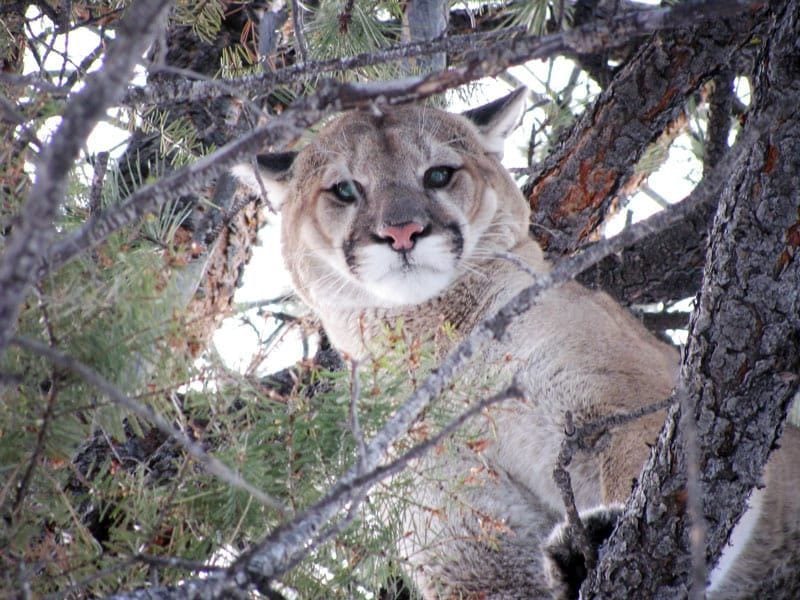 A mountain lion is sitting in a tree looking at the camera